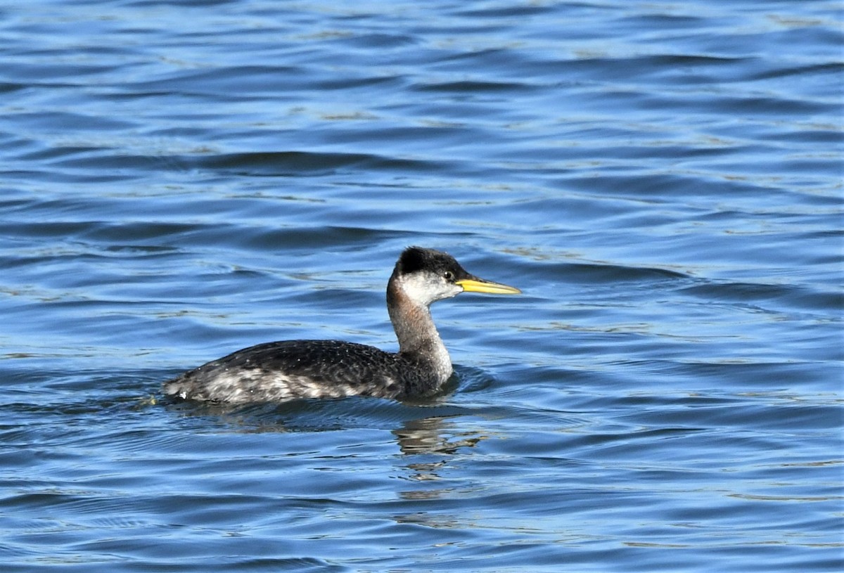 Red-necked Grebe - ML279023521