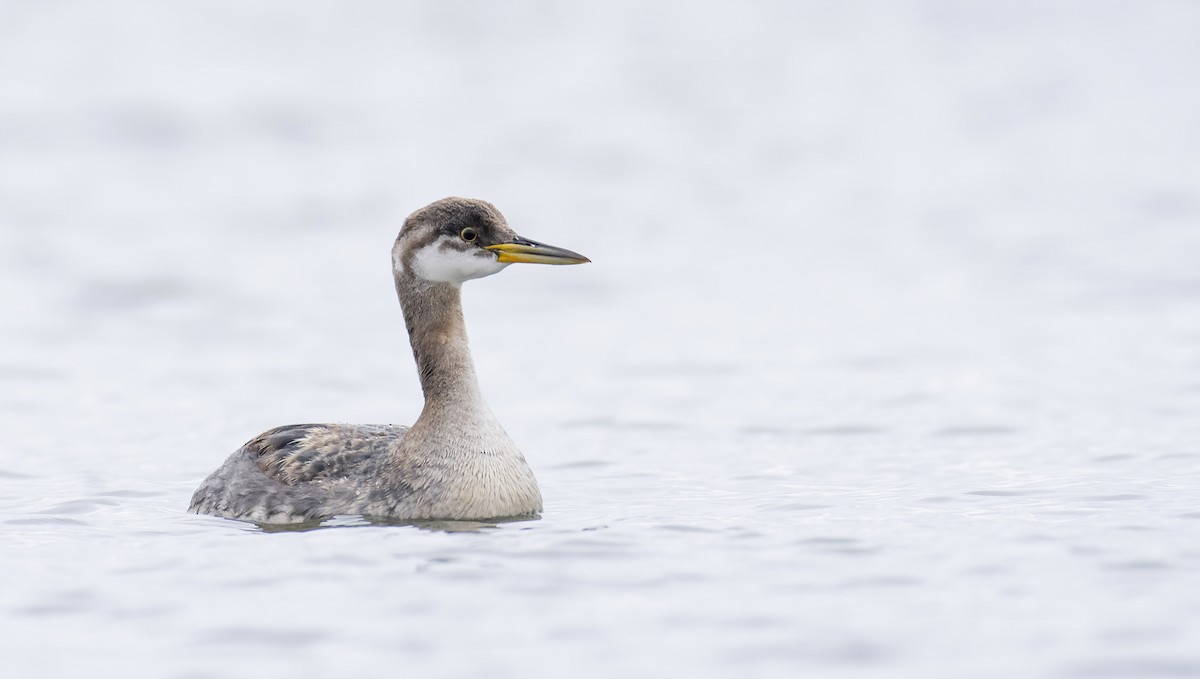 Red-necked Grebe - ML279024291