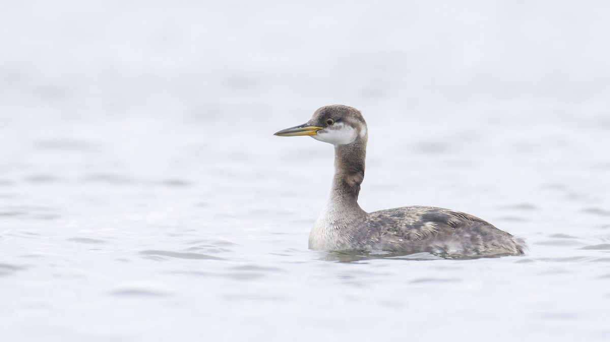 Red-necked Grebe - ML279024331