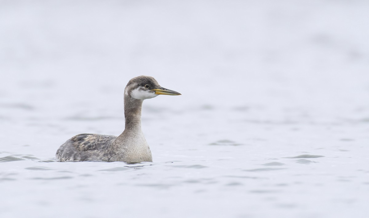 Red-necked Grebe - ML279024351