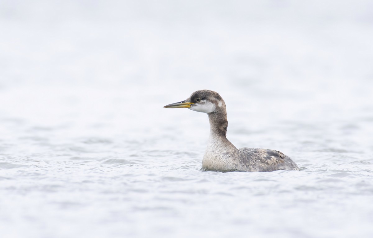 Red-necked Grebe - ML279024391