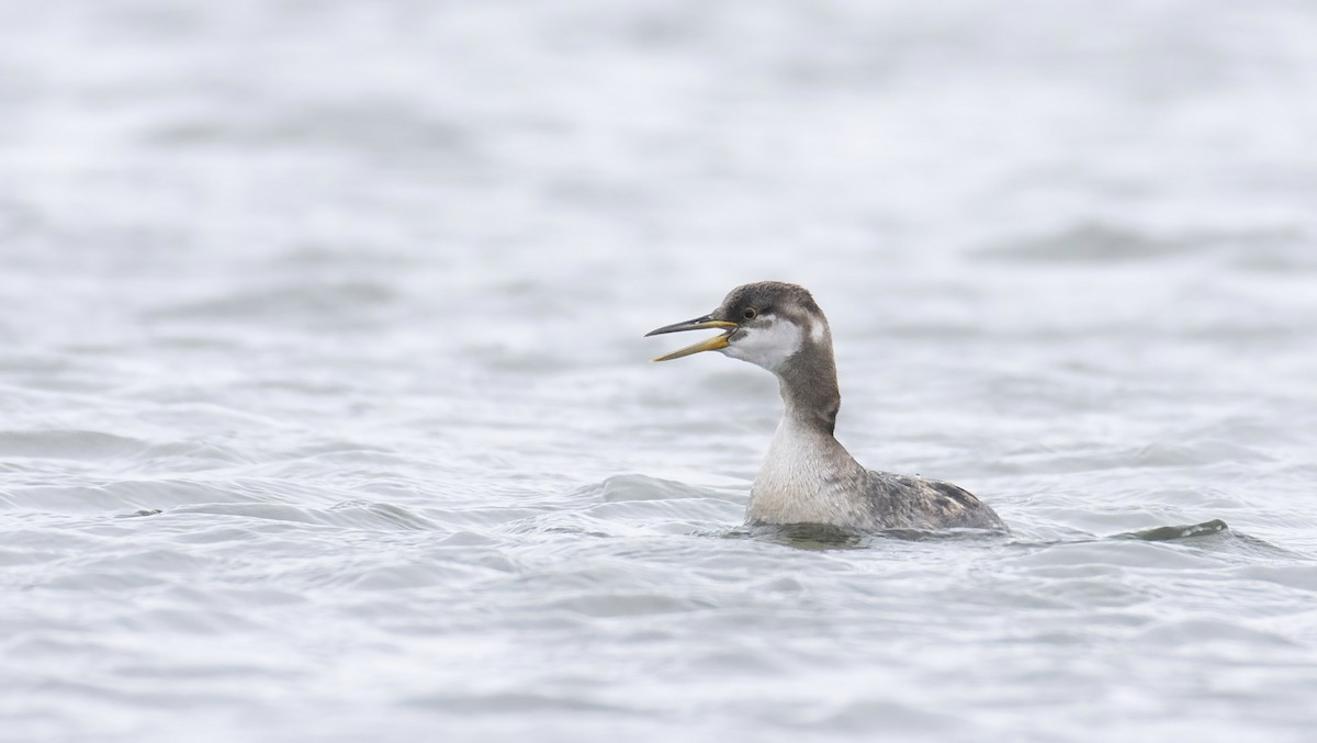Red-necked Grebe - ML279024421