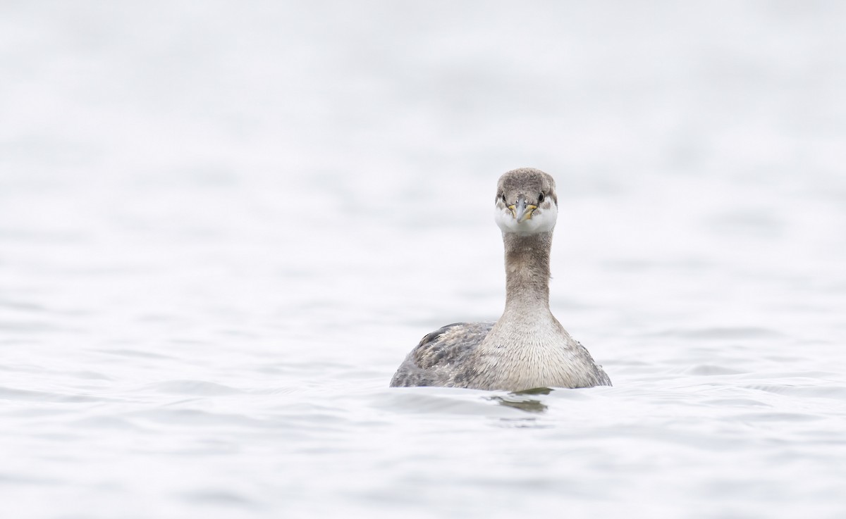 Red-necked Grebe - ML279024531