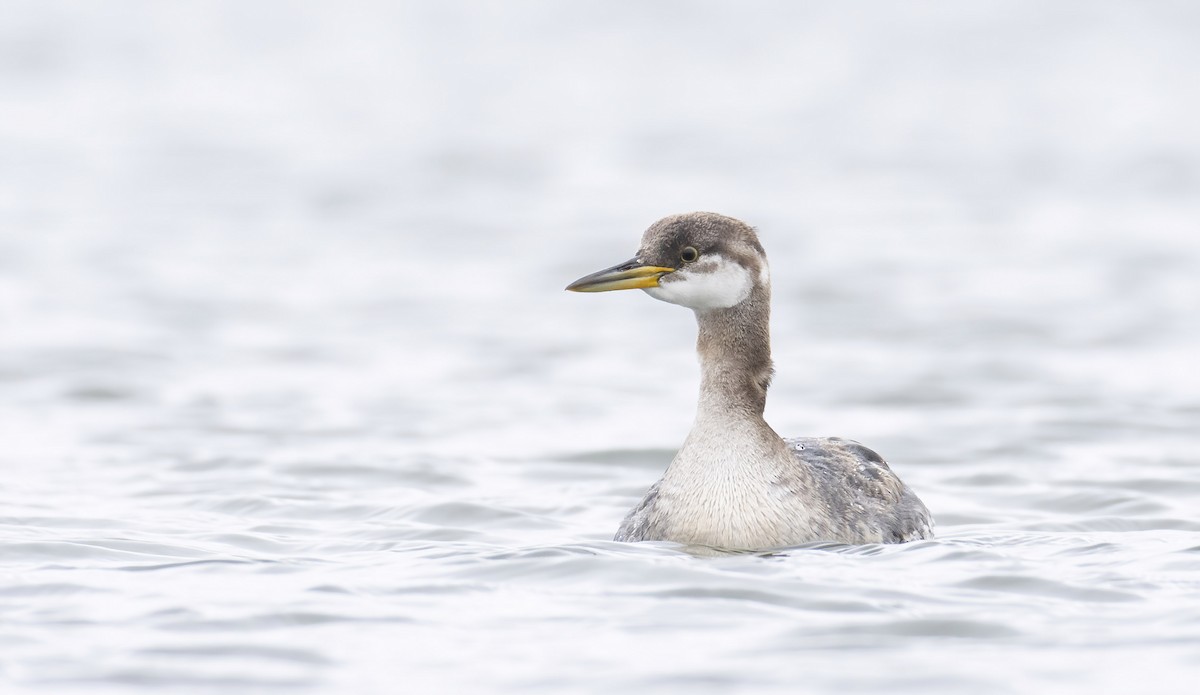 Red-necked Grebe - ML279024551