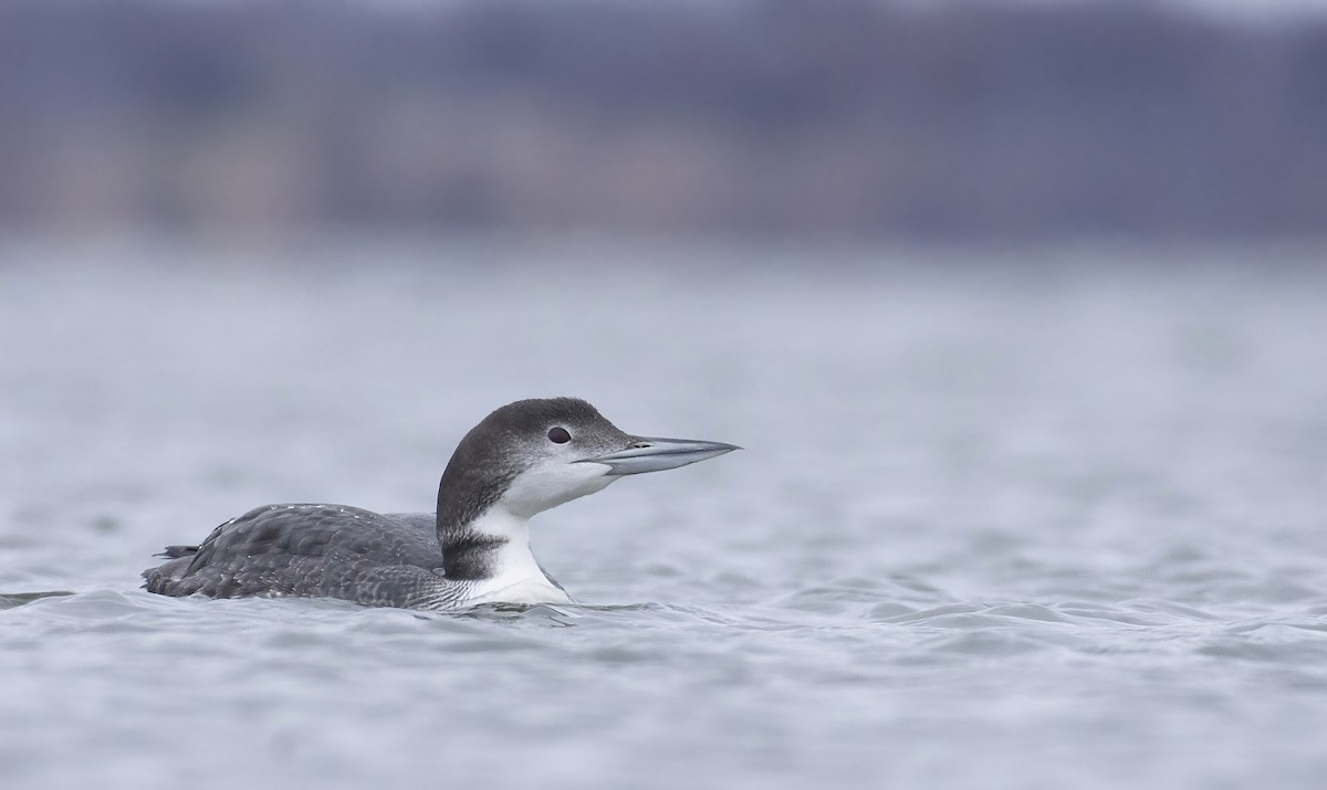 Common Loon - Marky Mutchler