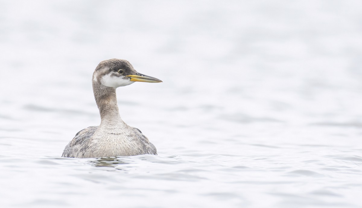 Red-necked Grebe - ML279025321