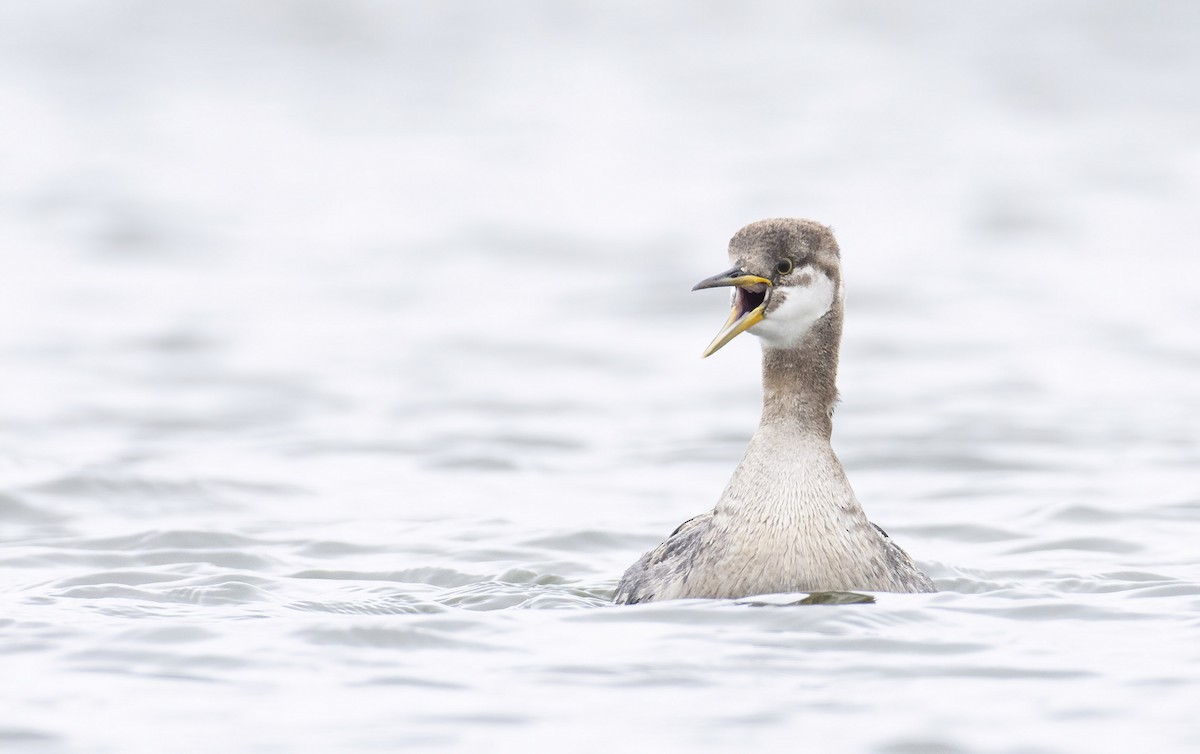 Red-necked Grebe - ML279025351