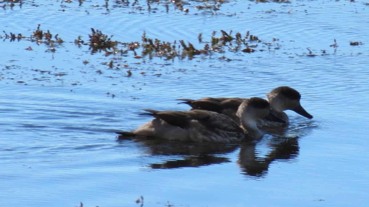 Crested Duck - ML279030051