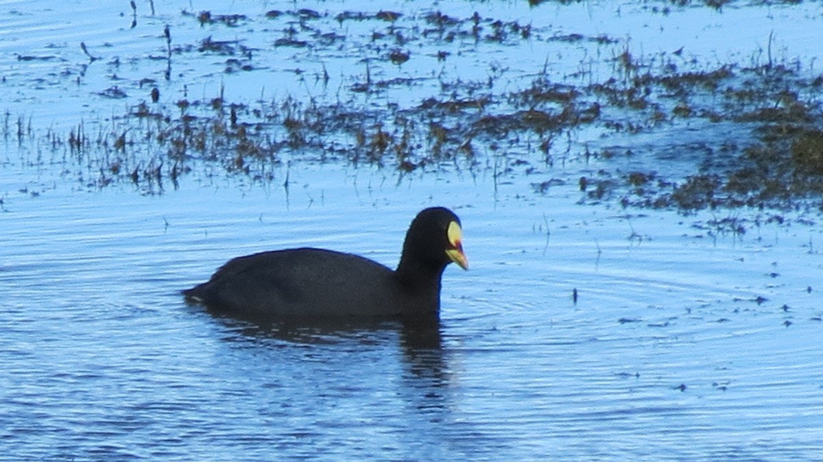 Red-gartered Coot - ML279030101