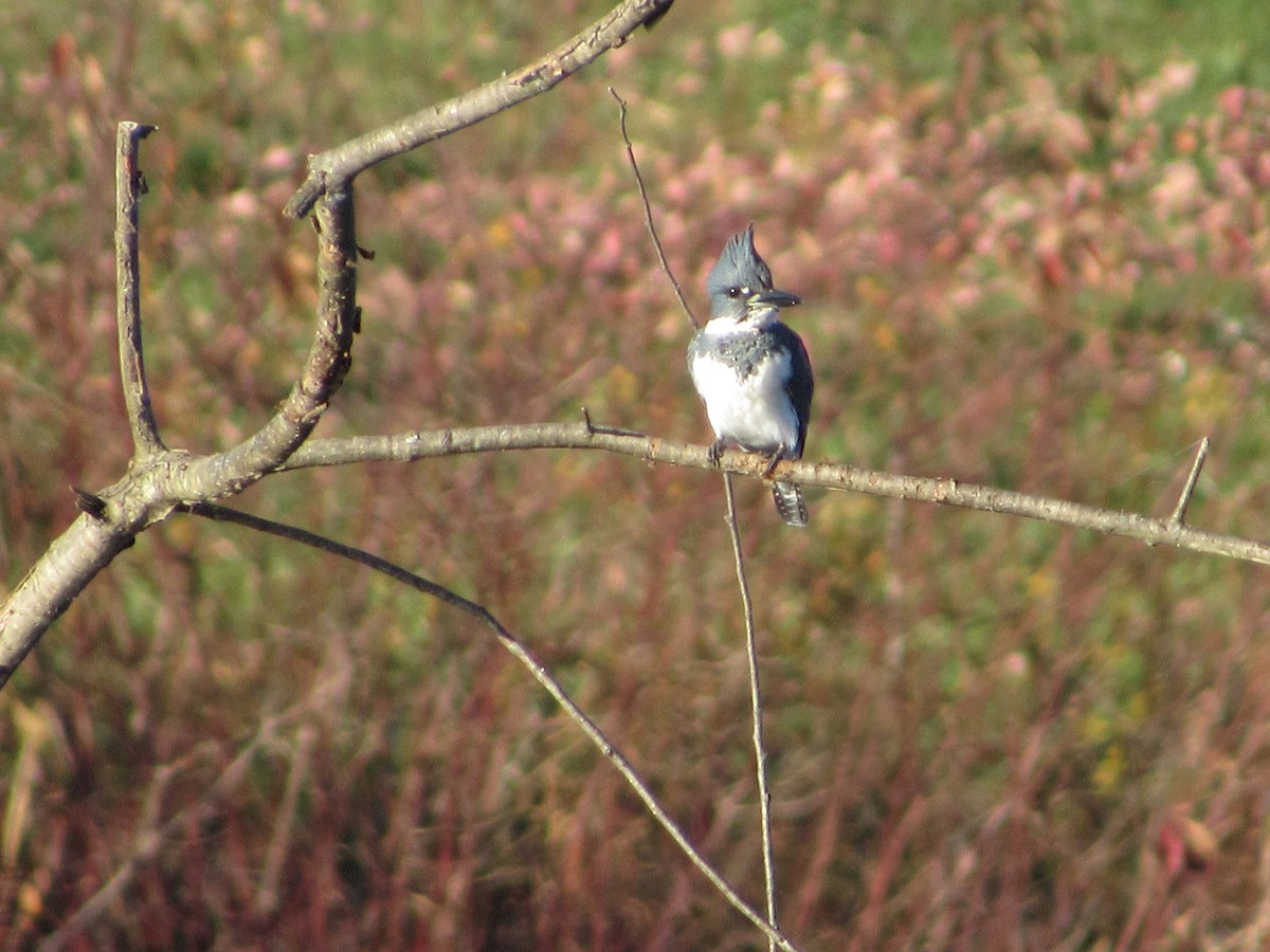 Belted Kingfisher - ML279045471