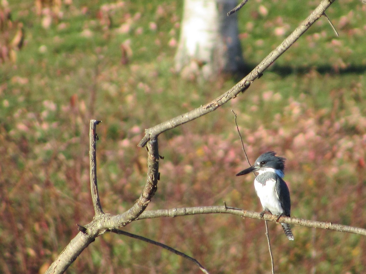 Belted Kingfisher - ML279045621
