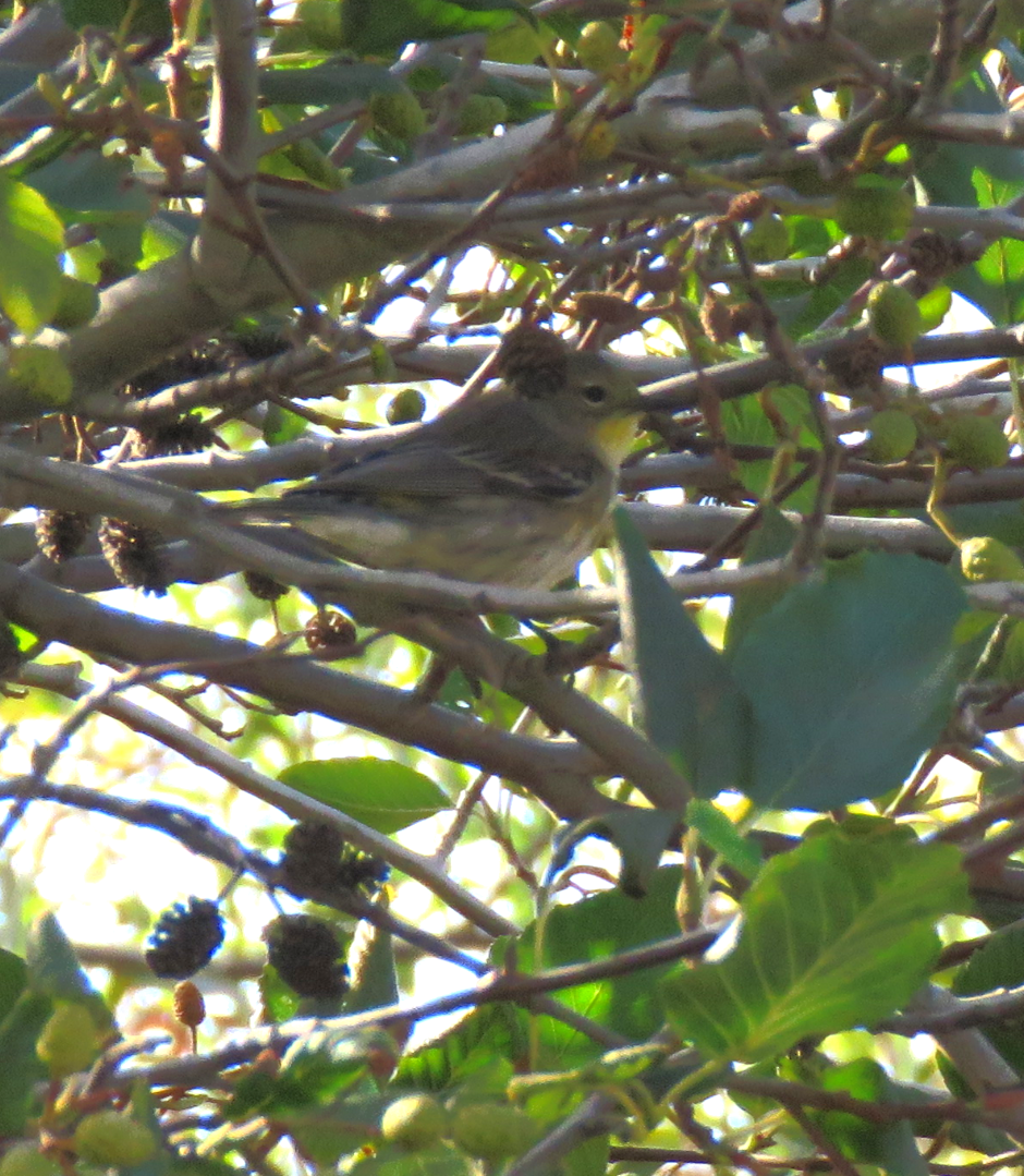 Yellow-rumped Warbler (Audubon's) - ML279051321