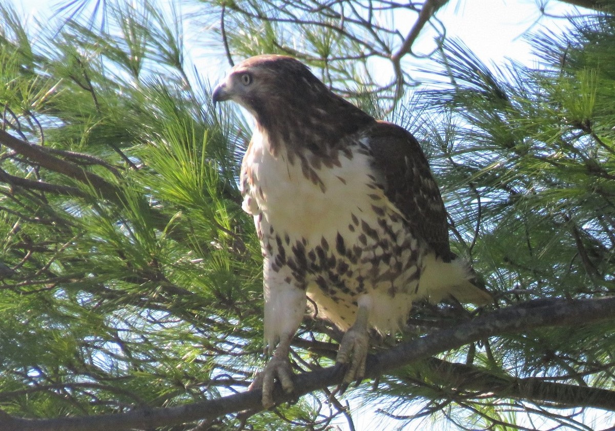 Red-tailed Hawk - ML279053231