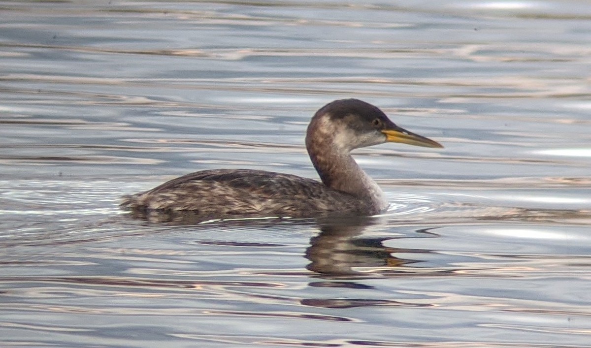 Red-necked Grebe - ML279053421