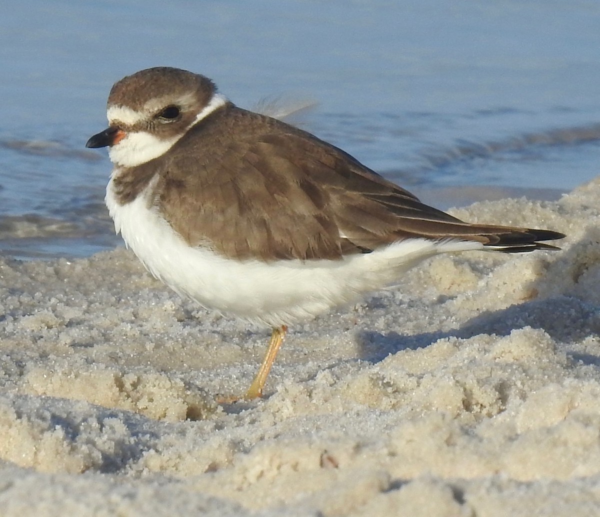 Semipalmated Plover - ML279057911