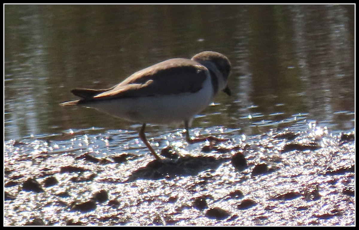 Semipalmated Plover - Peter Gordon