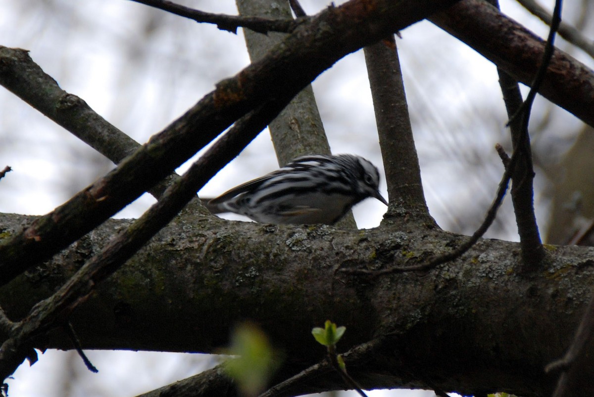 Black-and-white Warbler - ML27906551