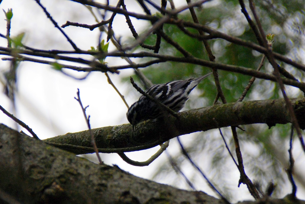 Black-and-white Warbler - ML27906561