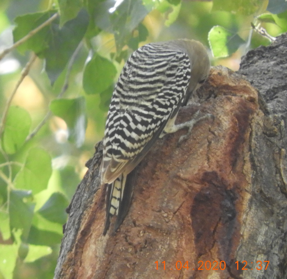 Gila Woodpecker - ML279069951