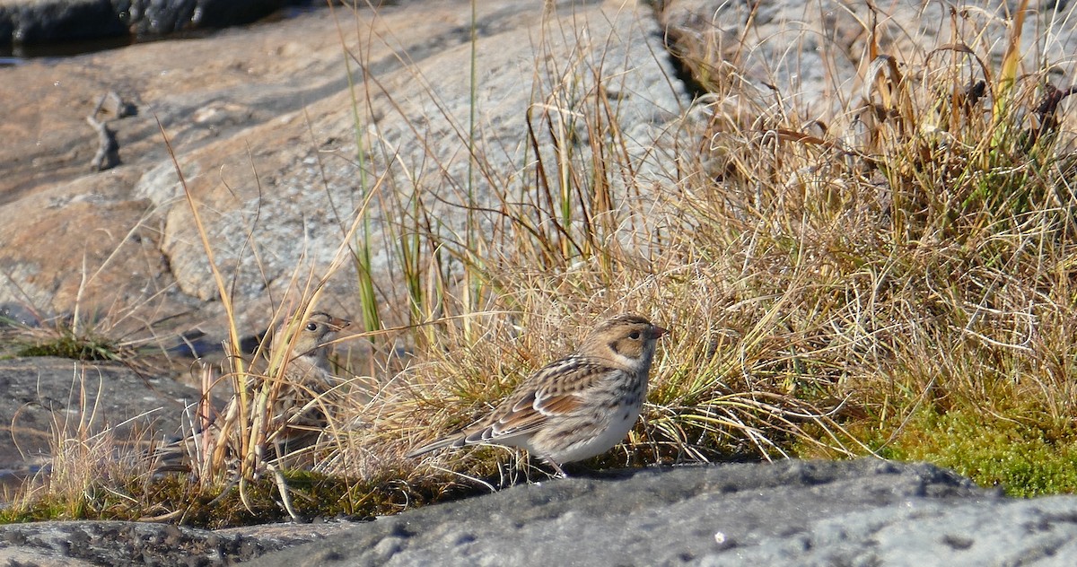 Lapland Longspur - Jacques Ibarzabal