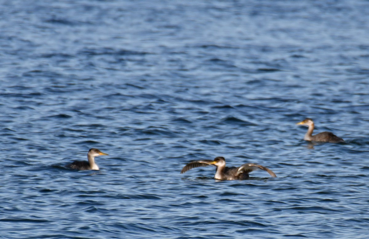 Red-necked Grebe - ML279074851