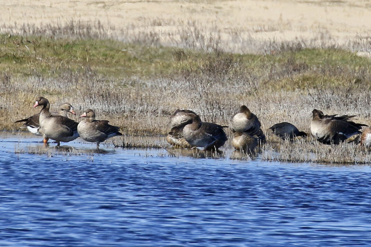 Greater White-fronted Goose - Joan Tisdale