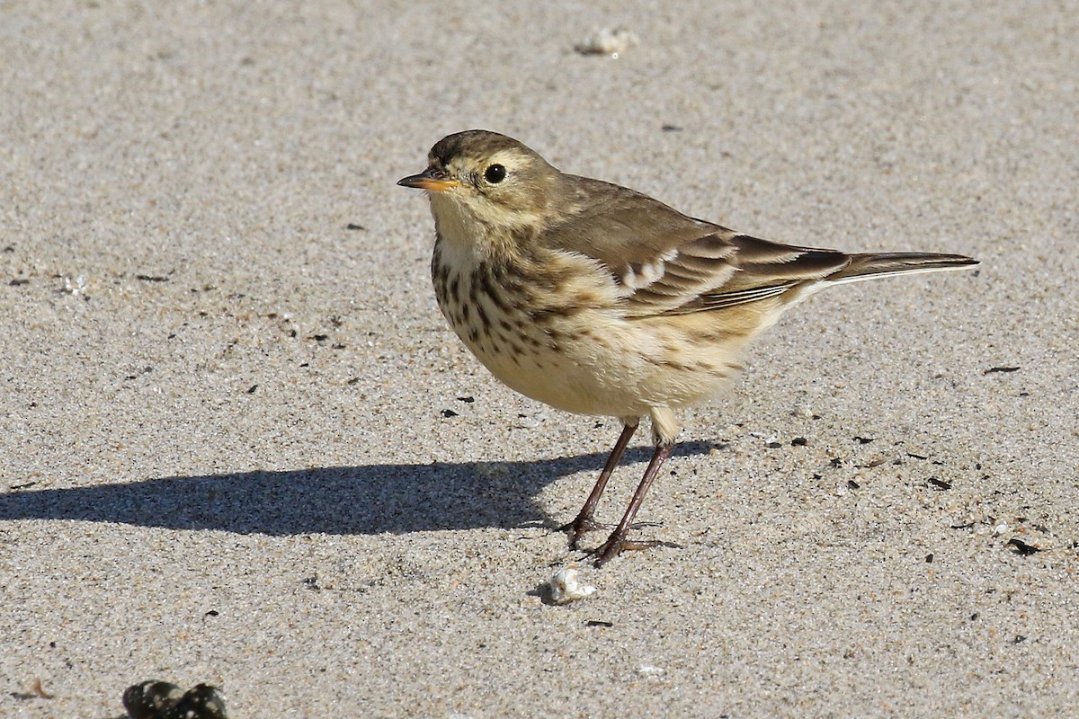 American Pipit - Joan Tisdale