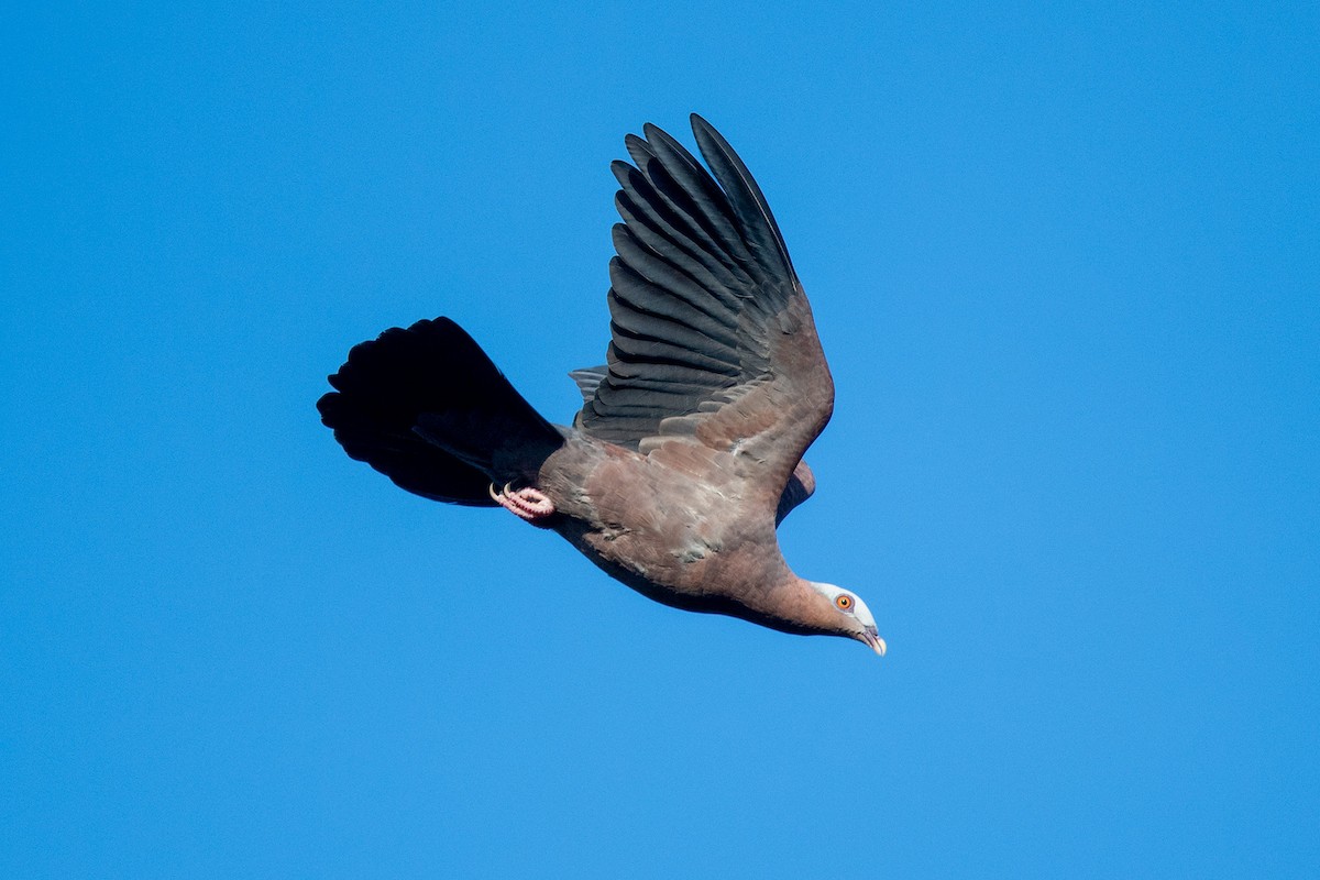 Pale-capped Pigeon - Pittch Suntichitrungruang
