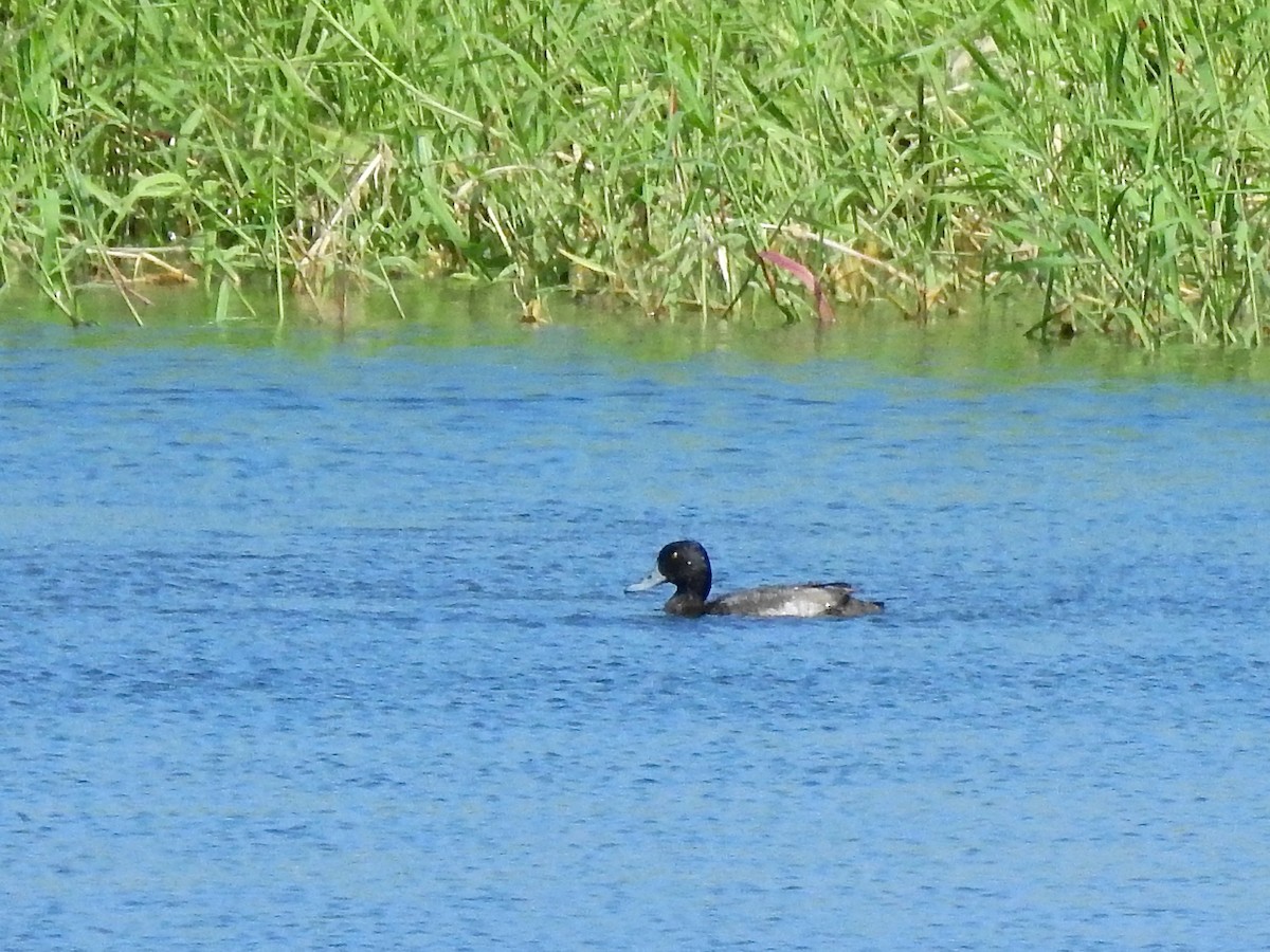 Lesser Scaup - Michael Young