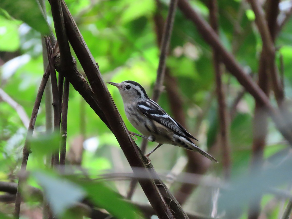 Black-and-white Warbler - ML279088631