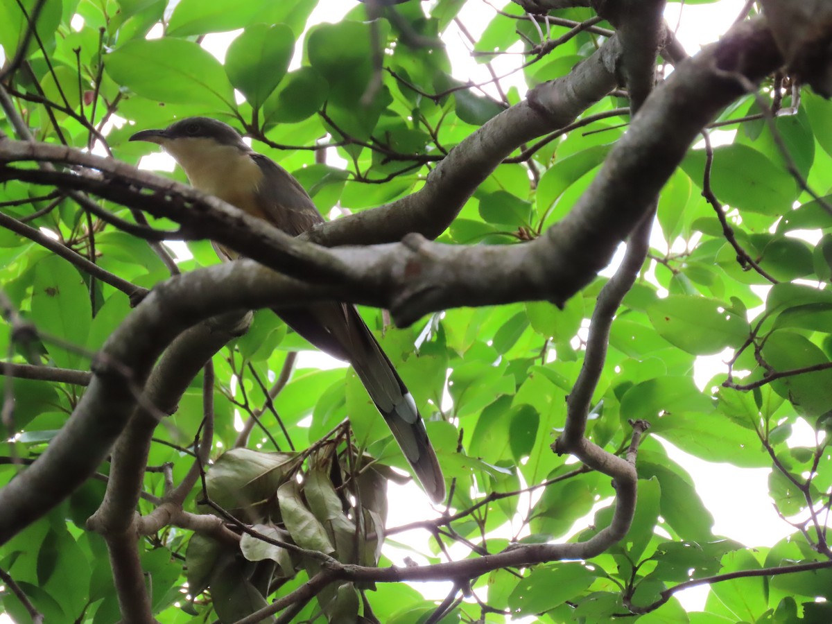 Mangrove Cuckoo - ML279089031