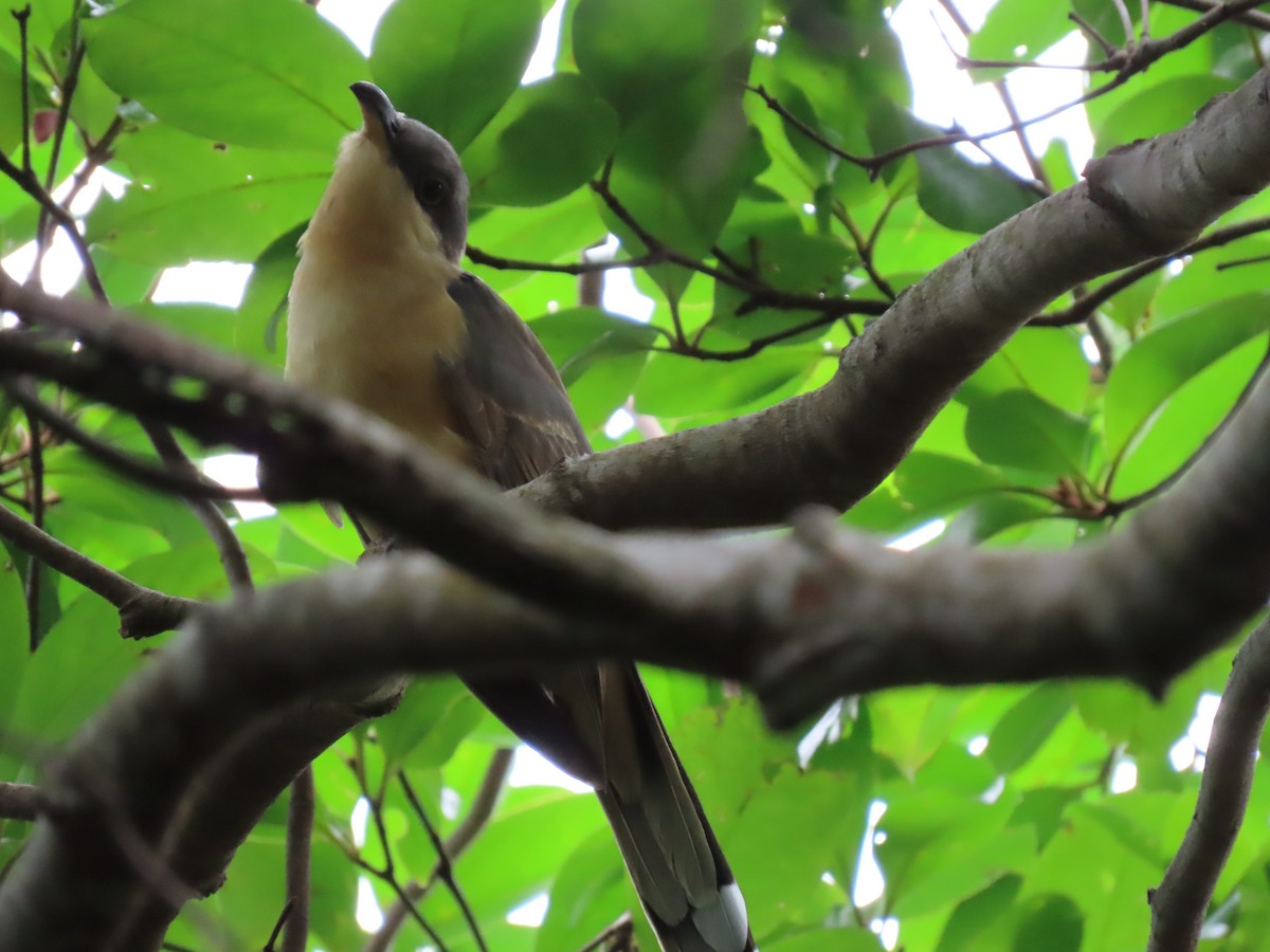 Mangrove Cuckoo - Anuar Acosta