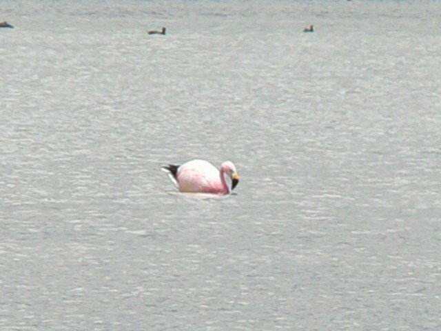 Andean Flamingo - ML279096441