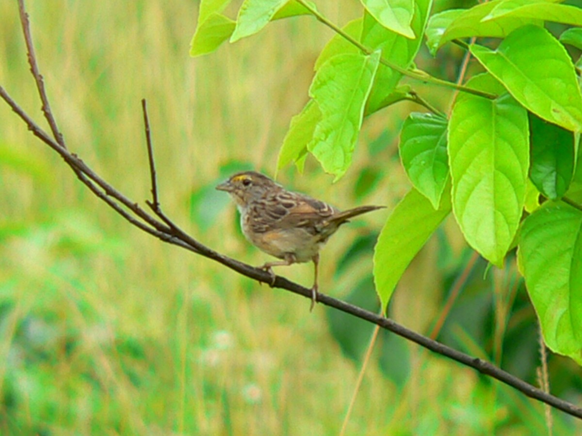Grassland Sparrow - ML279097271