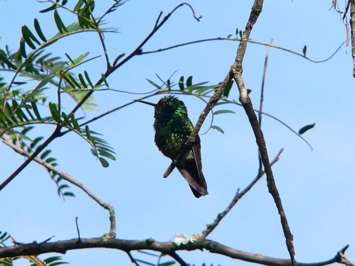 kolibřík modroocasý - ML279097581