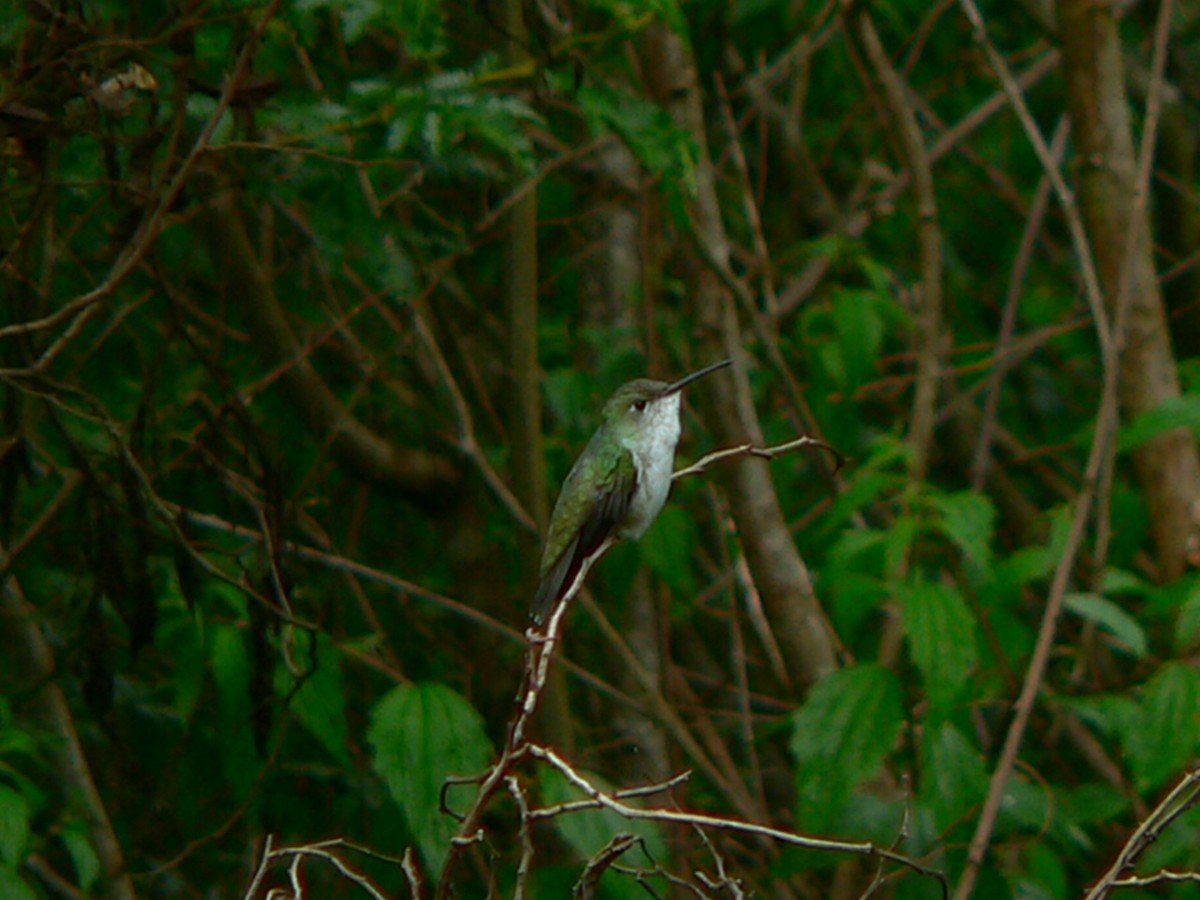 White-bellied Hummingbird - ML279098081