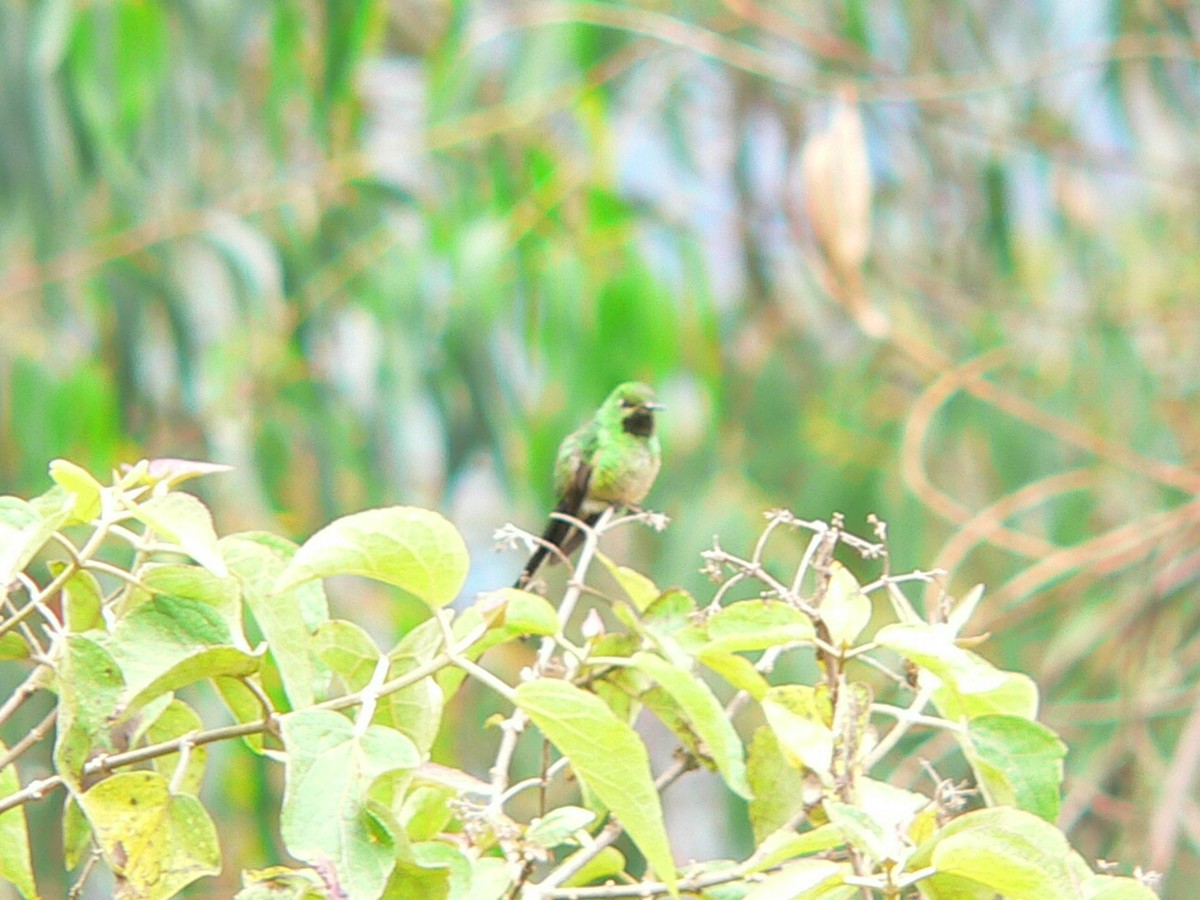 Yeşil Kuyruklu Kolibri - ML279098111