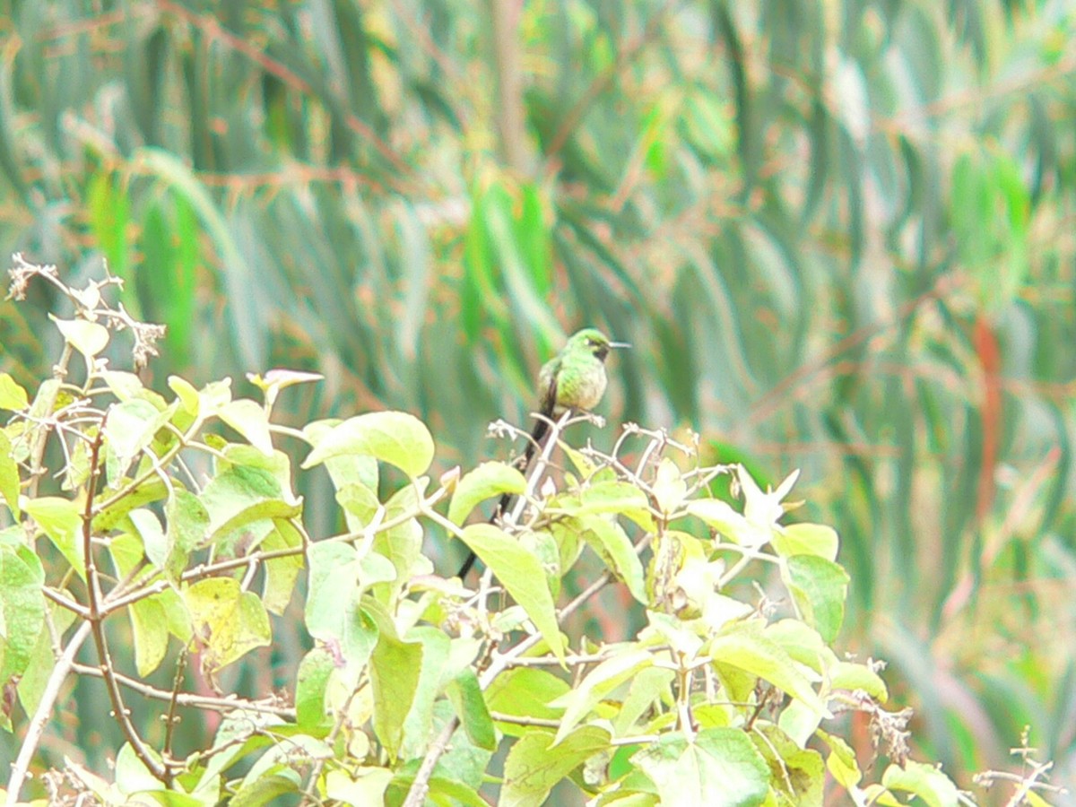 Yeşil Kuyruklu Kolibri - ML279098121