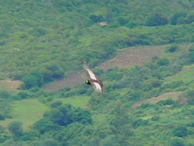 Condor des Andes - ML279098441