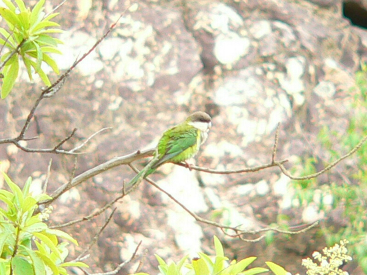Gray-hooded Parakeet - ML279098581