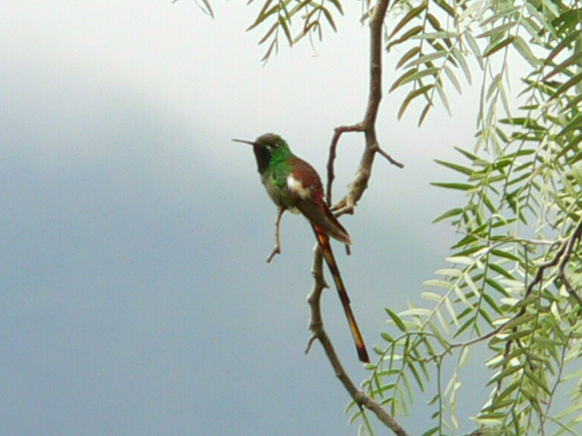 Red-tailed Comet - Charley Hesse TROPICAL BIRDING