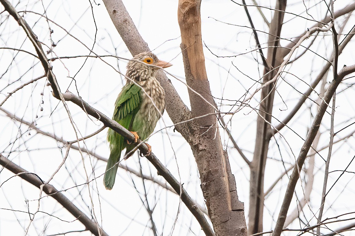 Lineated Barbet - ML279099461