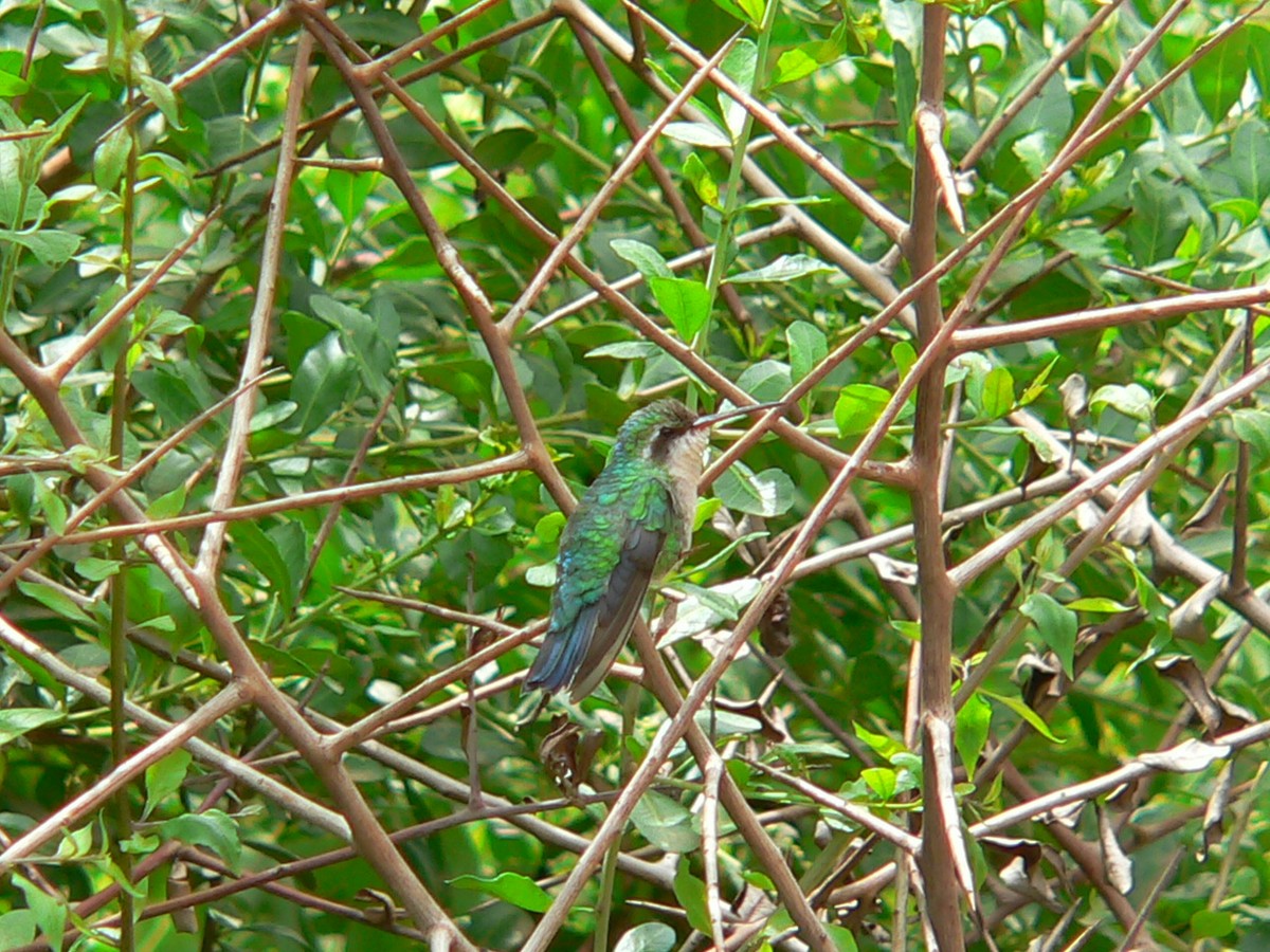 Speckled Hummingbird - ML279099491