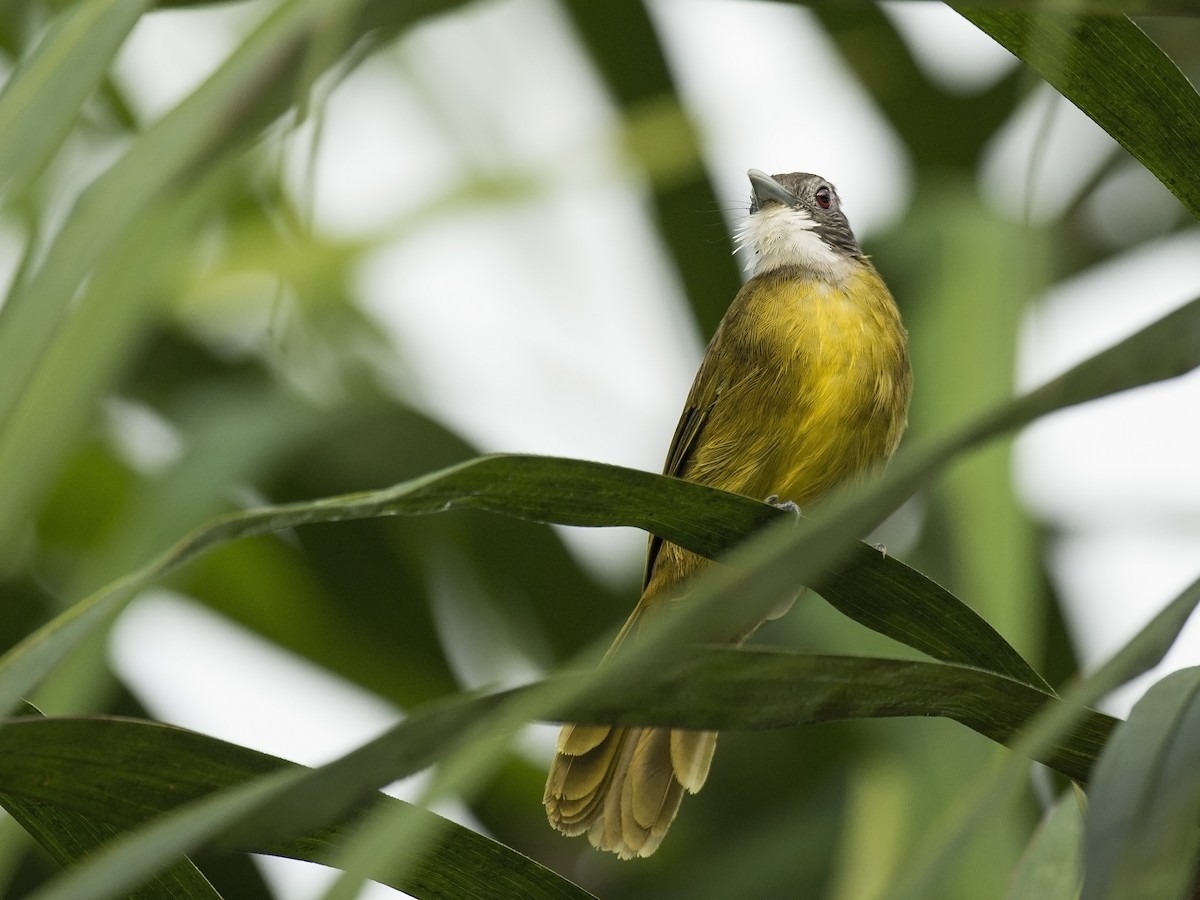 Red-tailed Greenbul - ML279104151