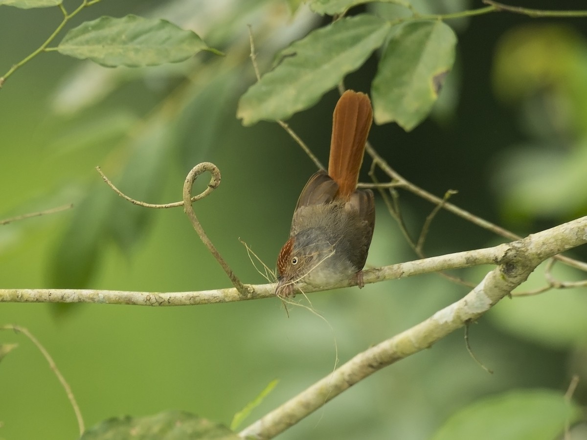 Chestnut-capped Flycatcher - benny cottele