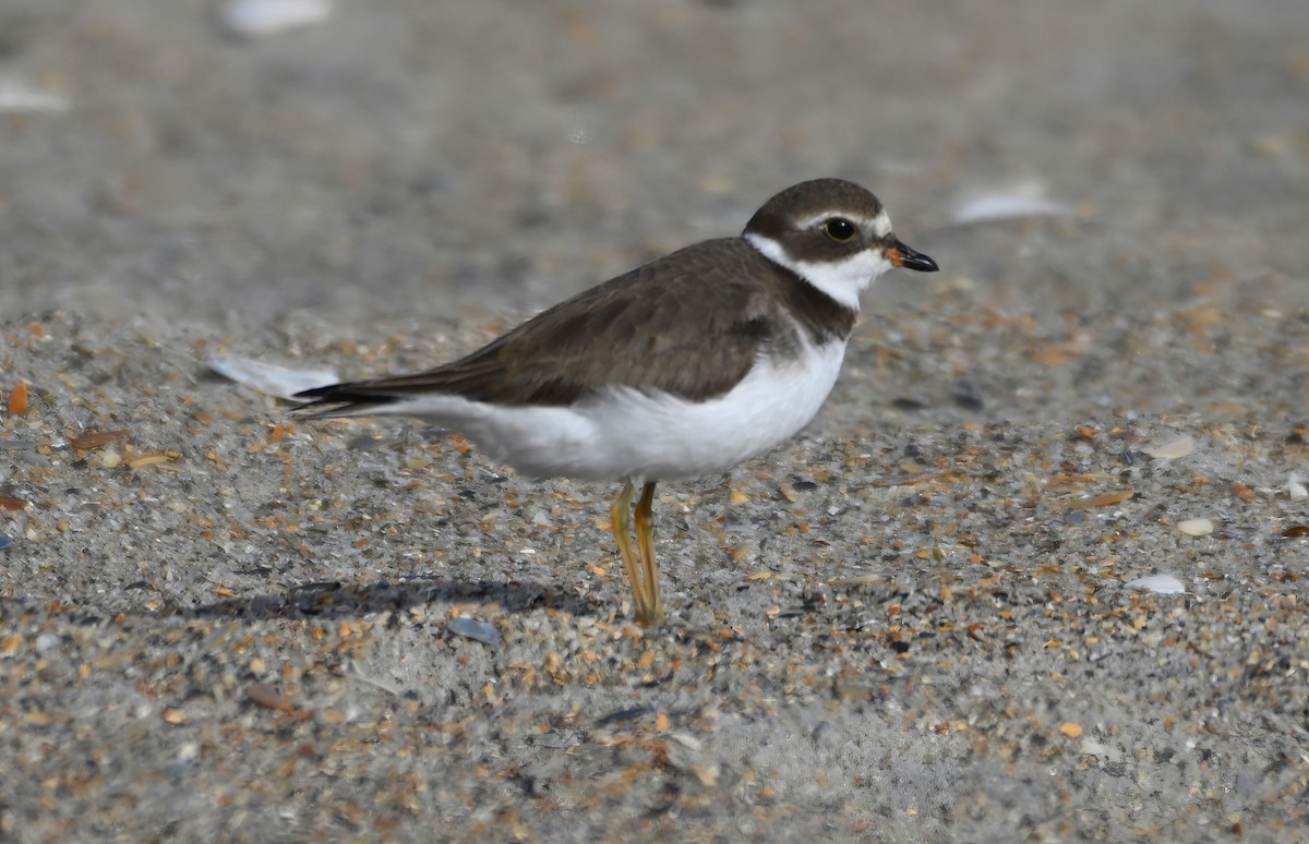 Semipalmated Plover - ML279104931