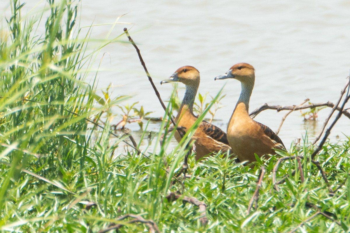 Fulvous Whistling-Duck - ML279106751