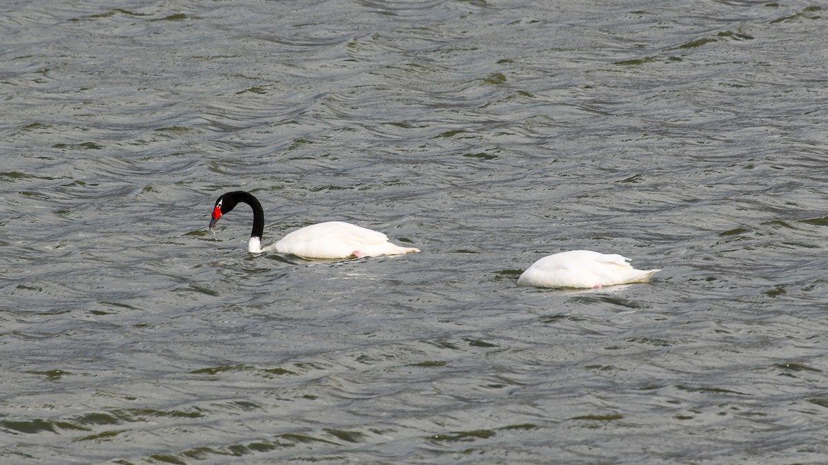 Black-necked Swan - ML279106991
