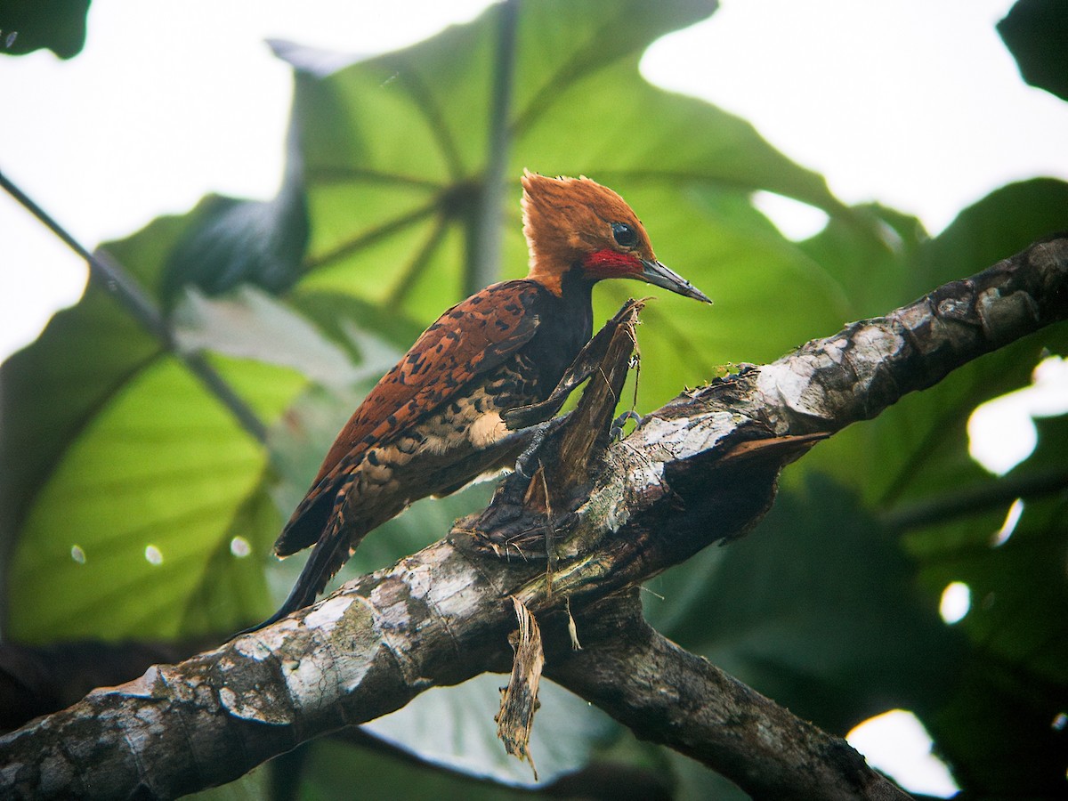 Ringed Woodpecker - Nick Athanas