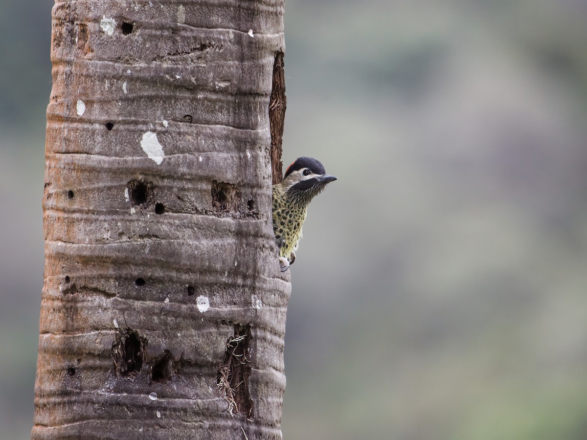 Green-barred Woodpecker (Green-barred) - Nick Athanas